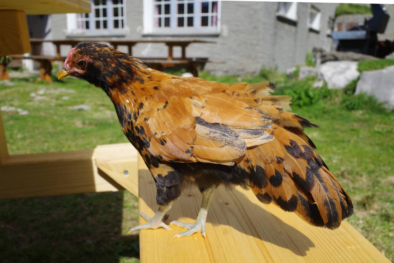 Huhn