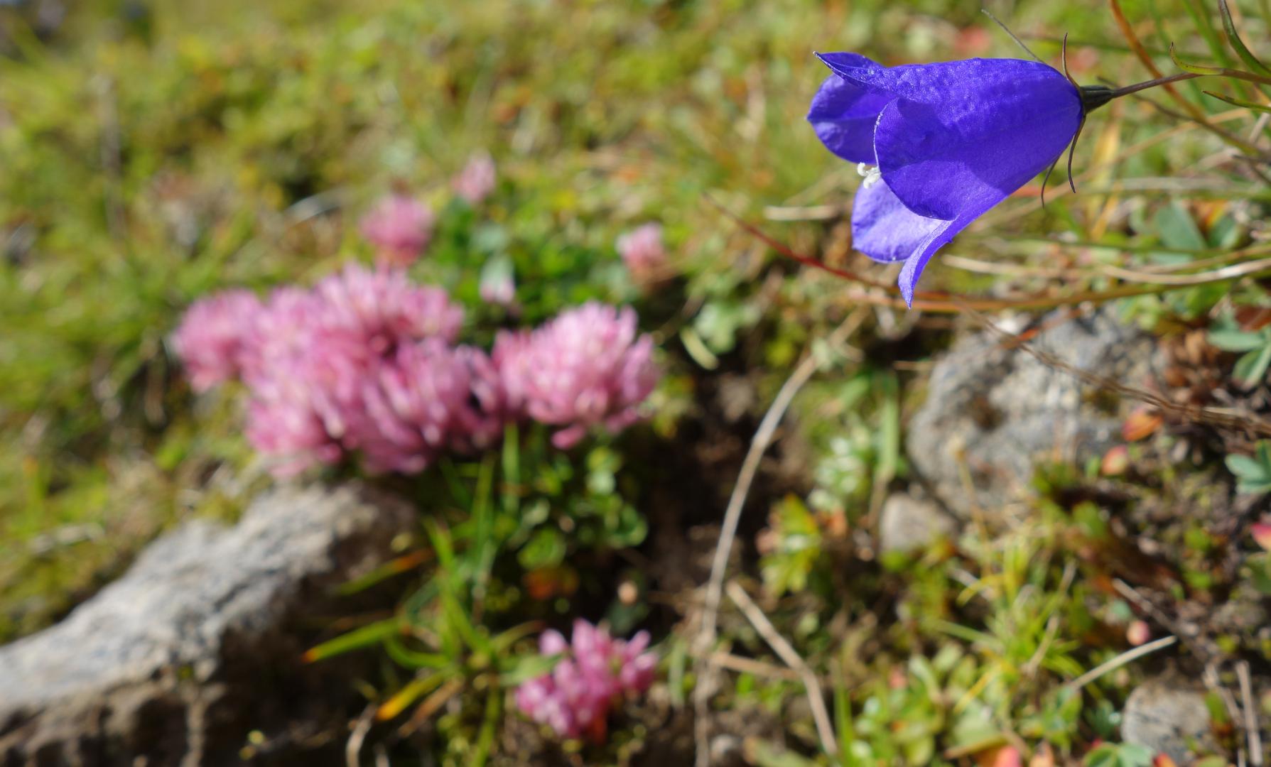 Glockenblume