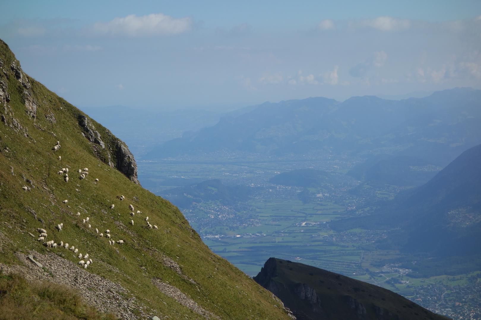 Schafe auf steiler Bergwiese