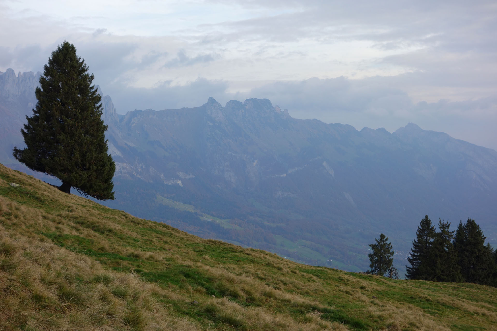 Schiefer Baum an Hang