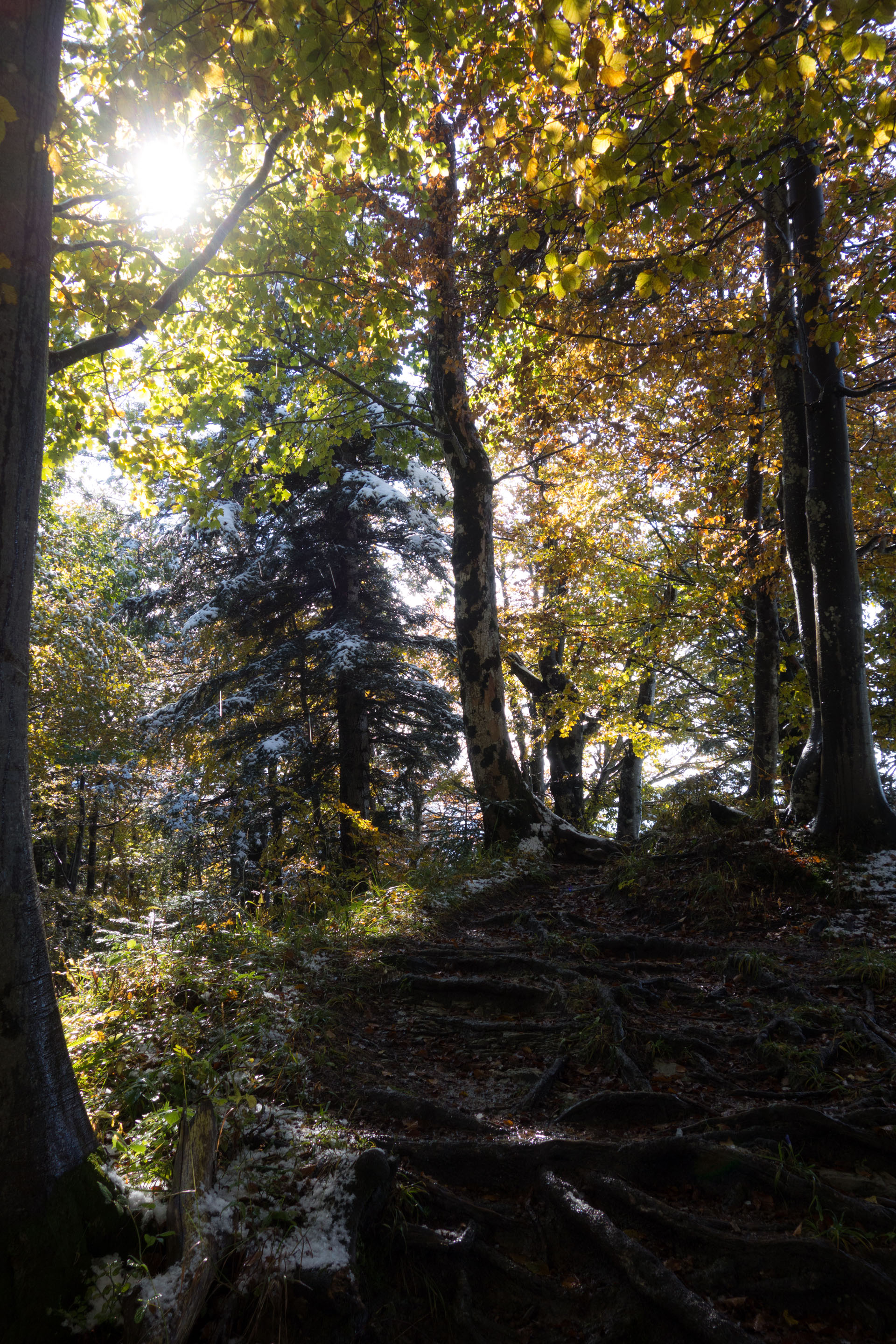 Herbstwald