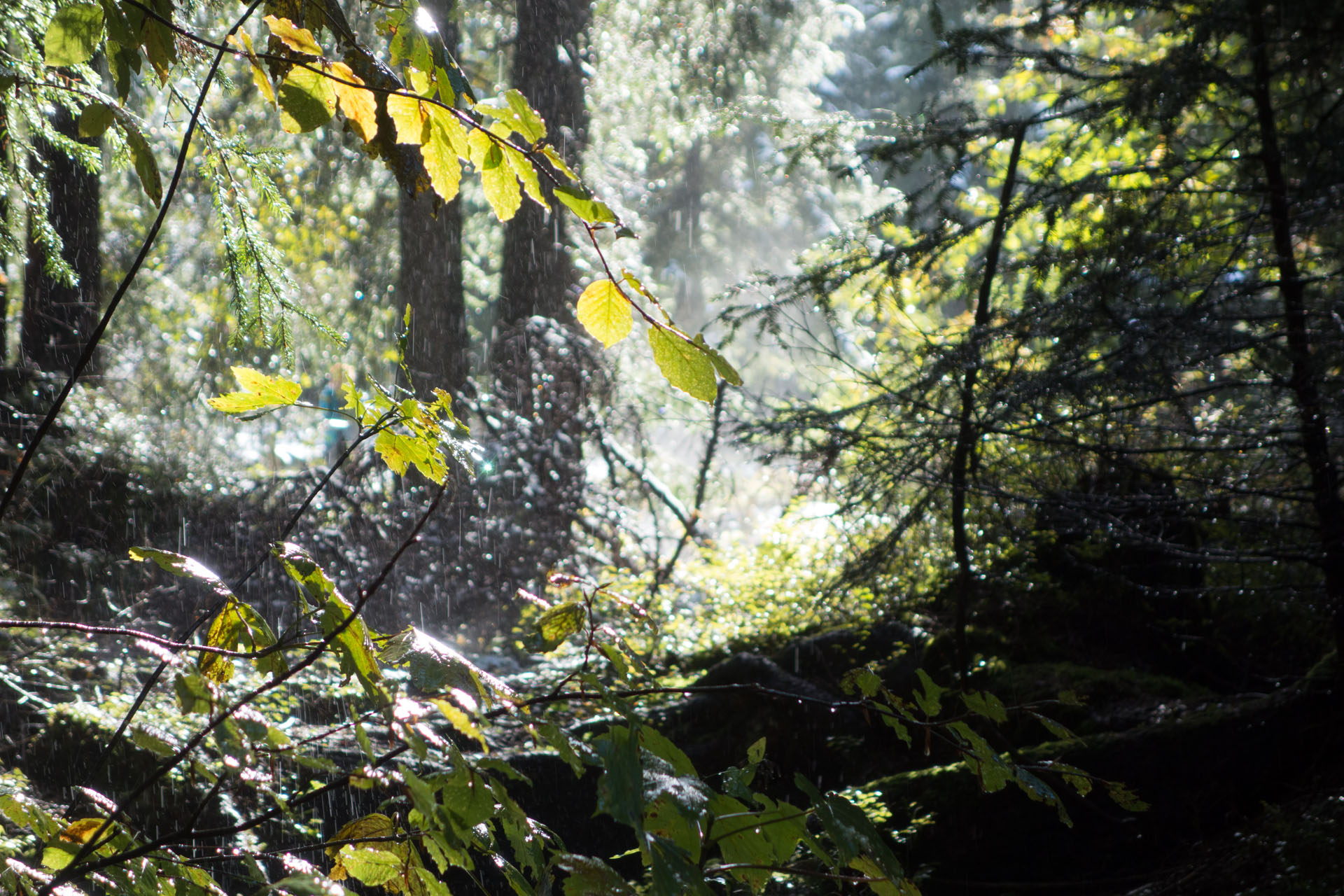 Regentropfen bei Sonnenschein