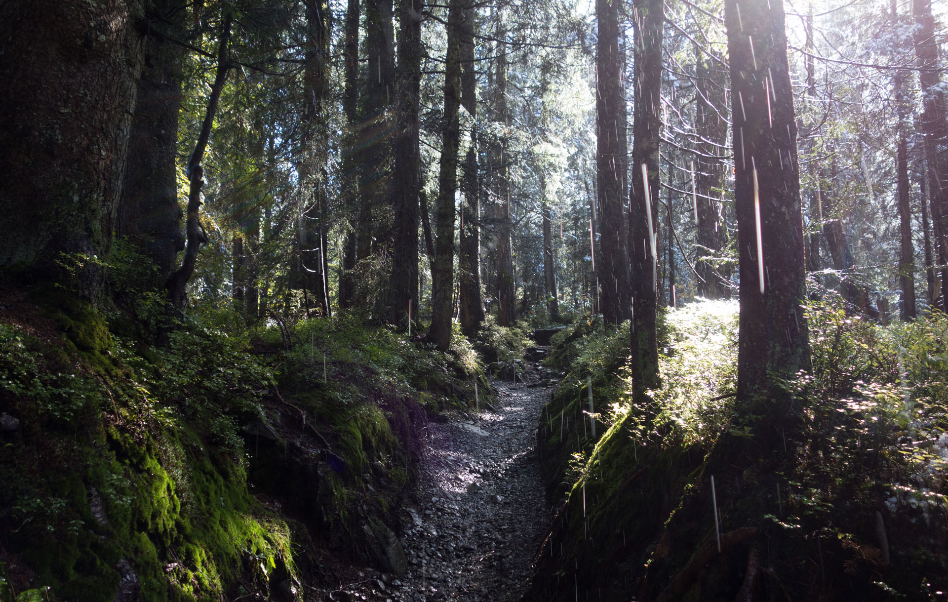 Triefender Wald