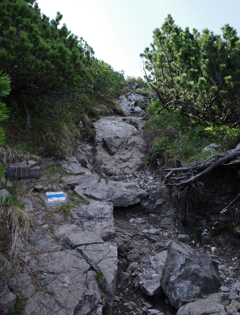 Alpinweg durch Latschenkiefern