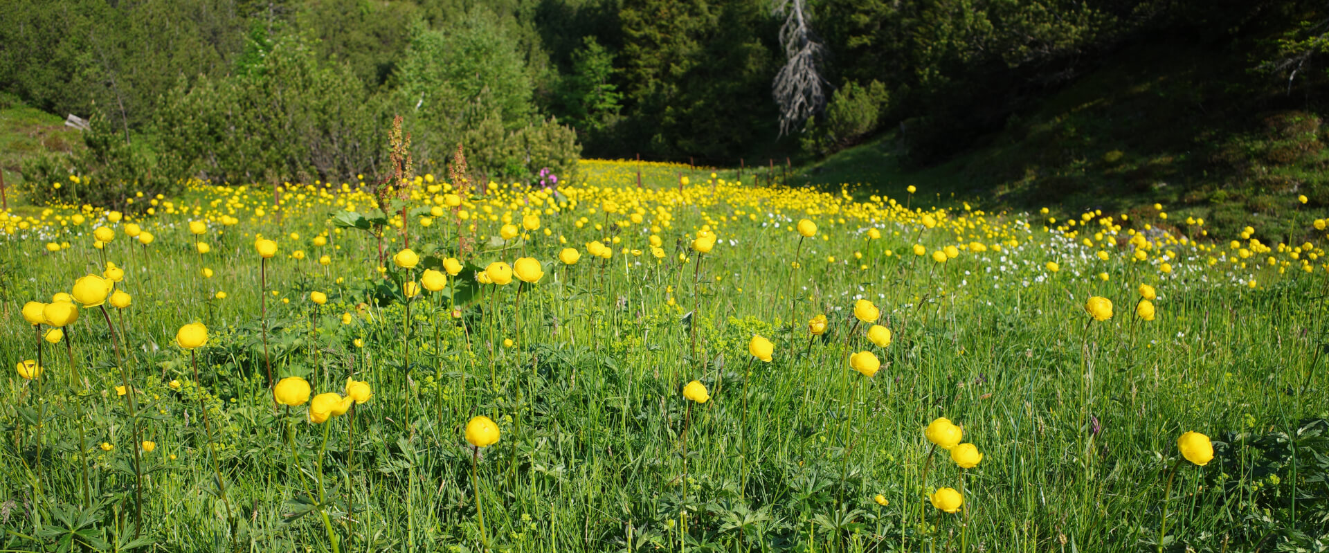 Trollblumen