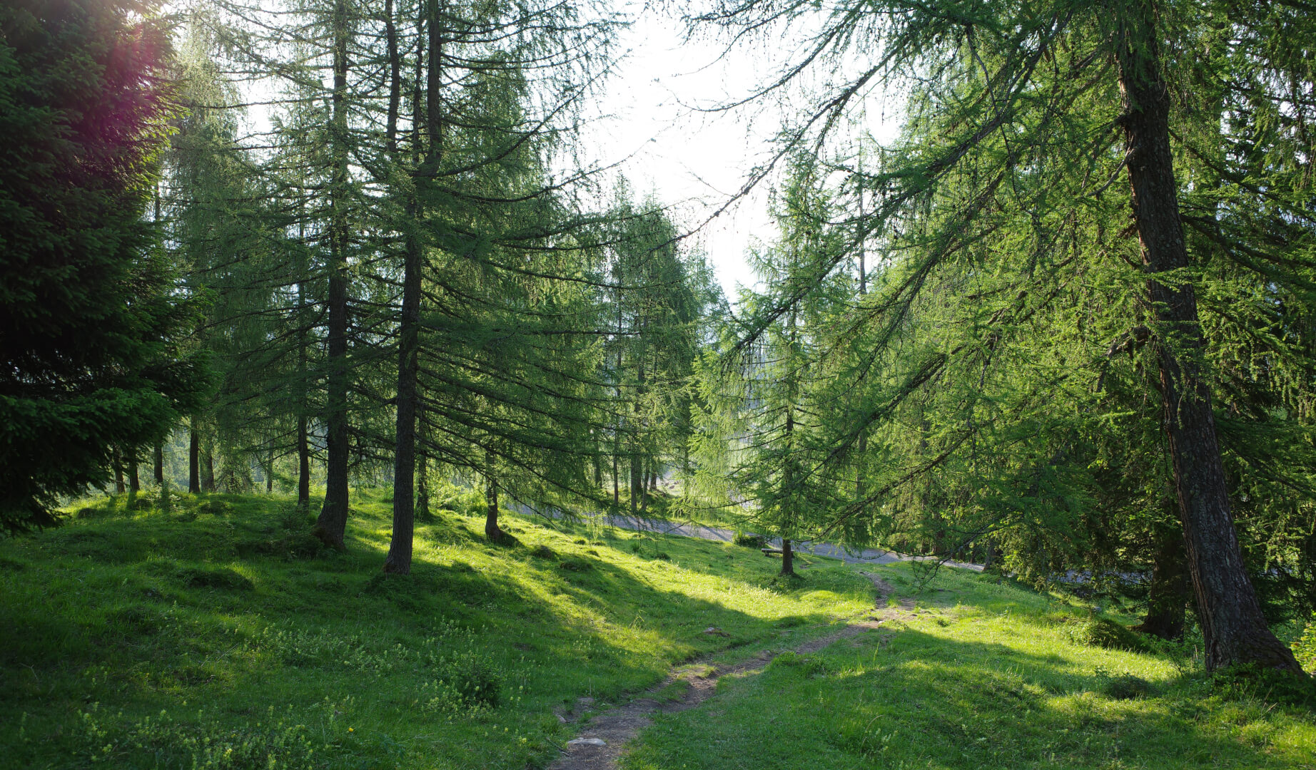 Wanderweg durch Lärchenwald