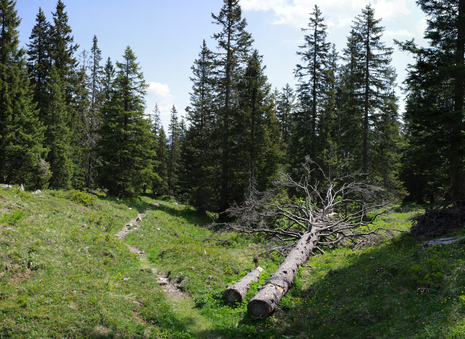 Weg durch urigen Wald