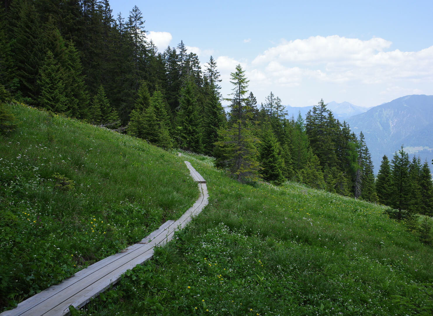 Weg über moorige Wiese