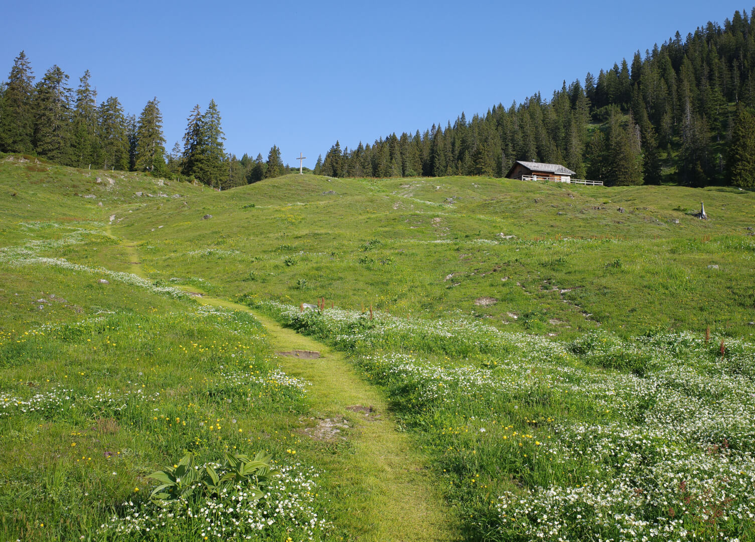 Wiesenweg zur Furklaalpe