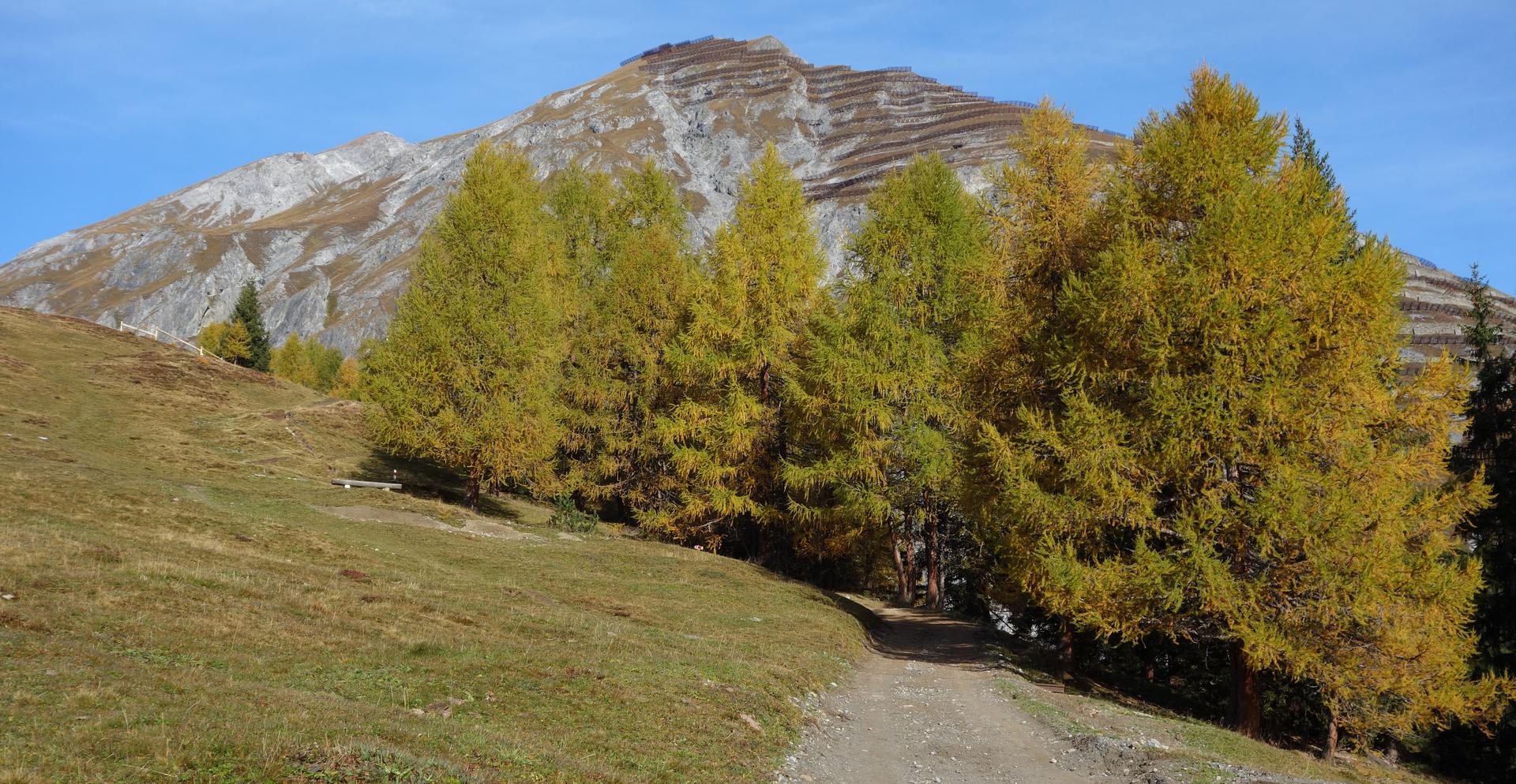 Lärchen im Herbst