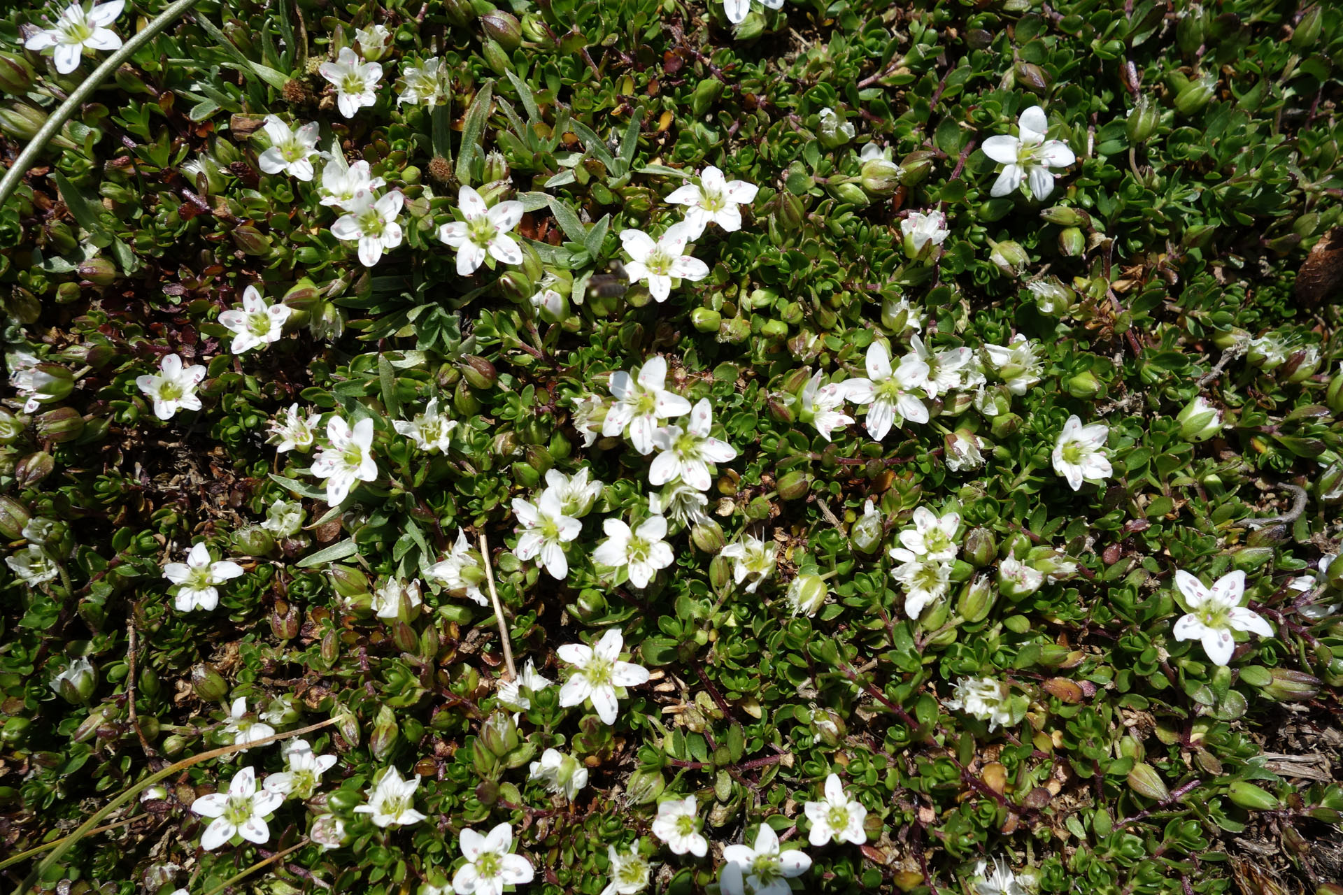 Bergblumen