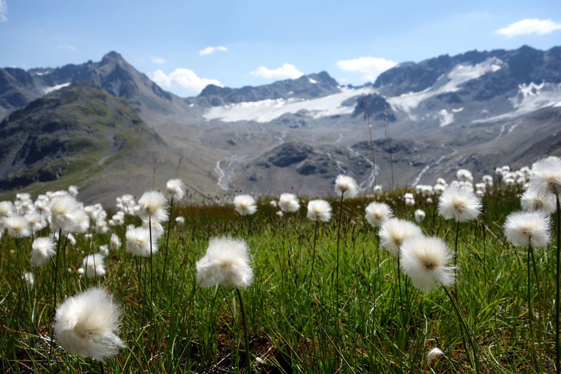 Wollgrass