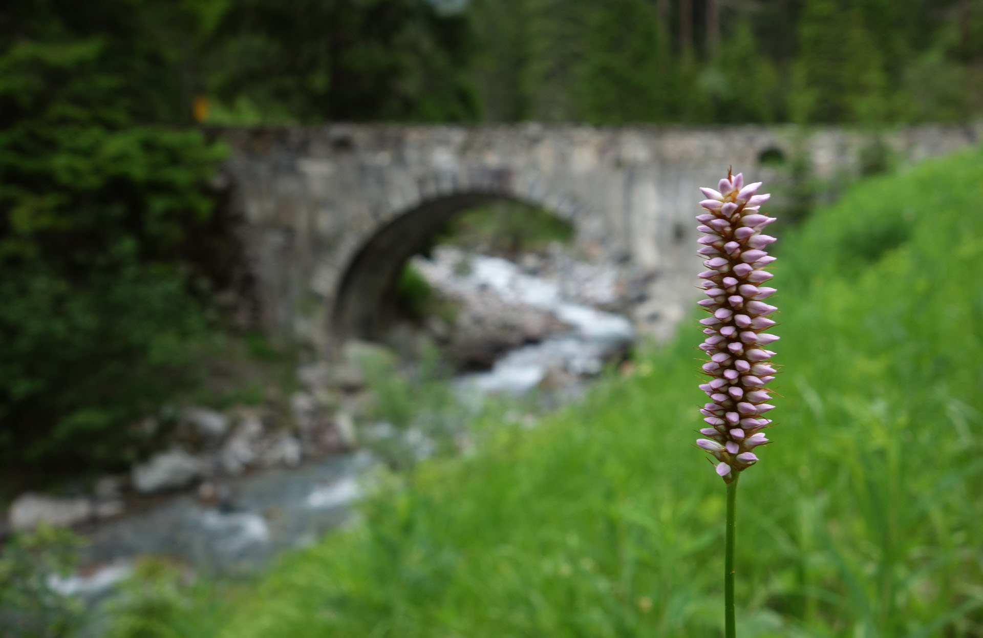 Händelwurz mit Brücke