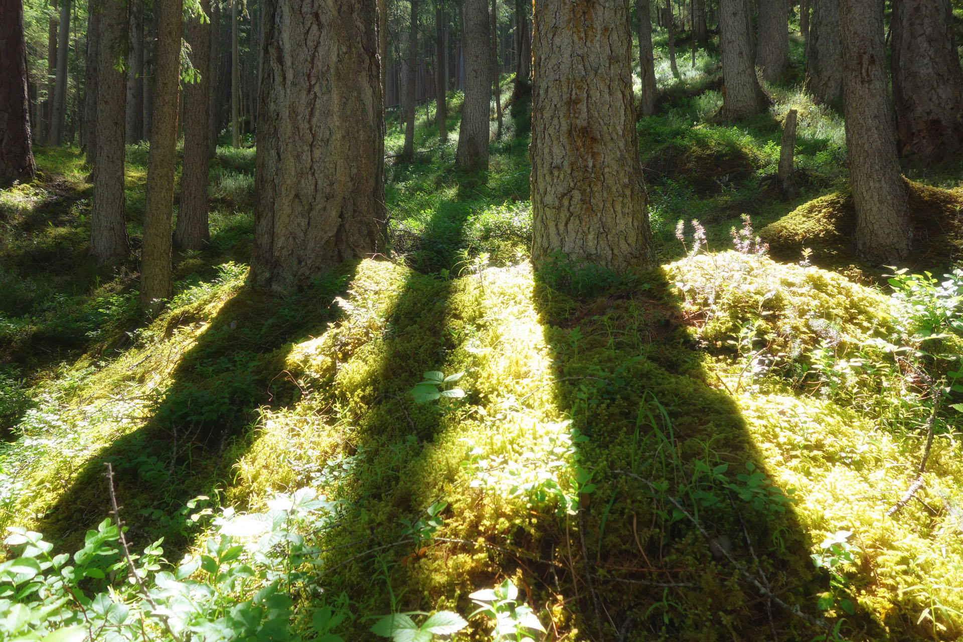 Moos im Sonnenlicht