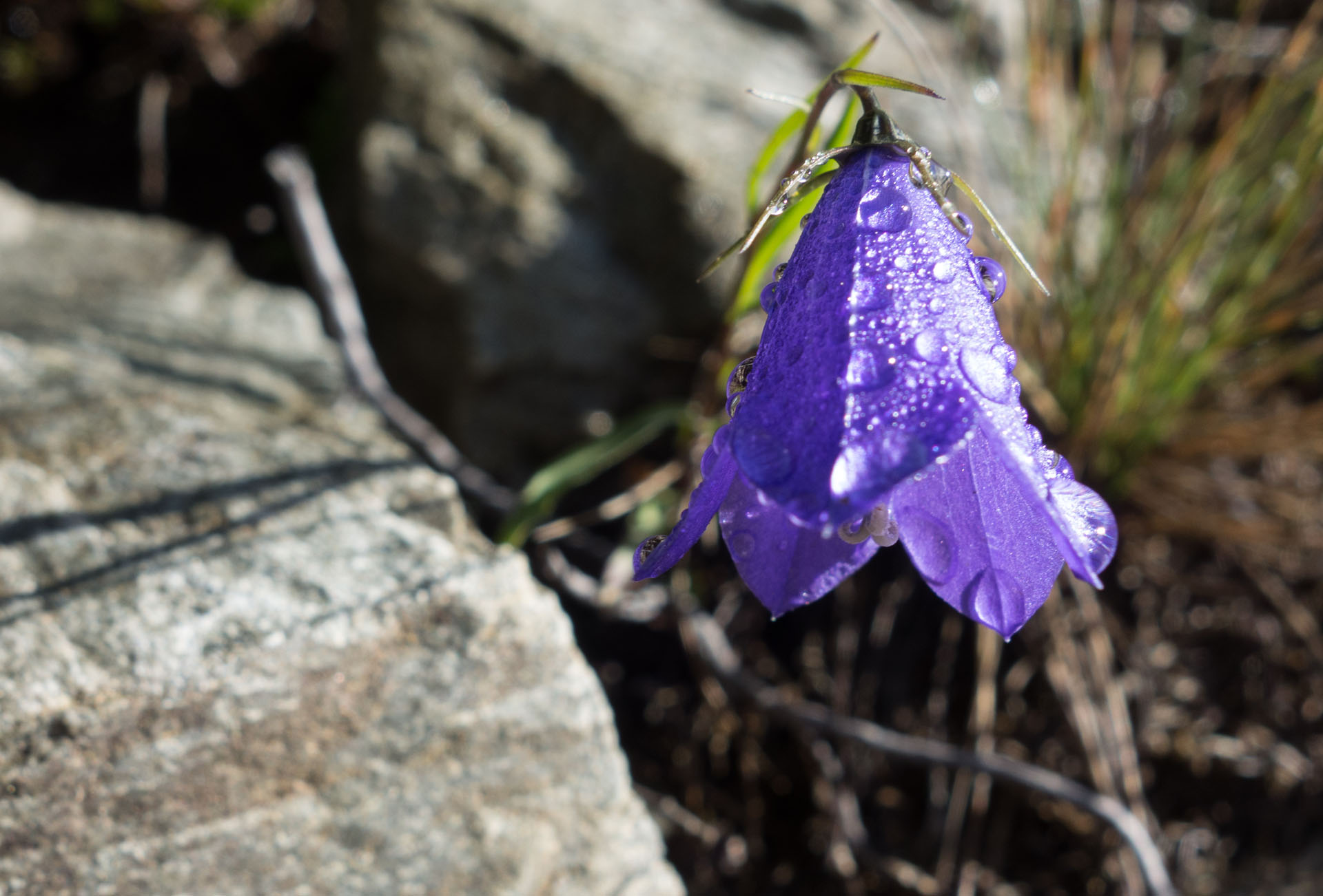 Scheuchzers Glockenblume