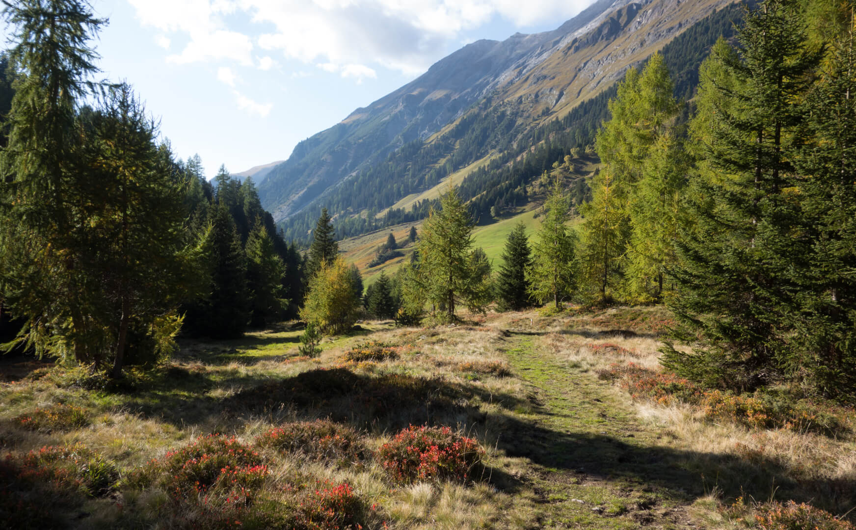 Herbstwanderung durch Lärchenwald