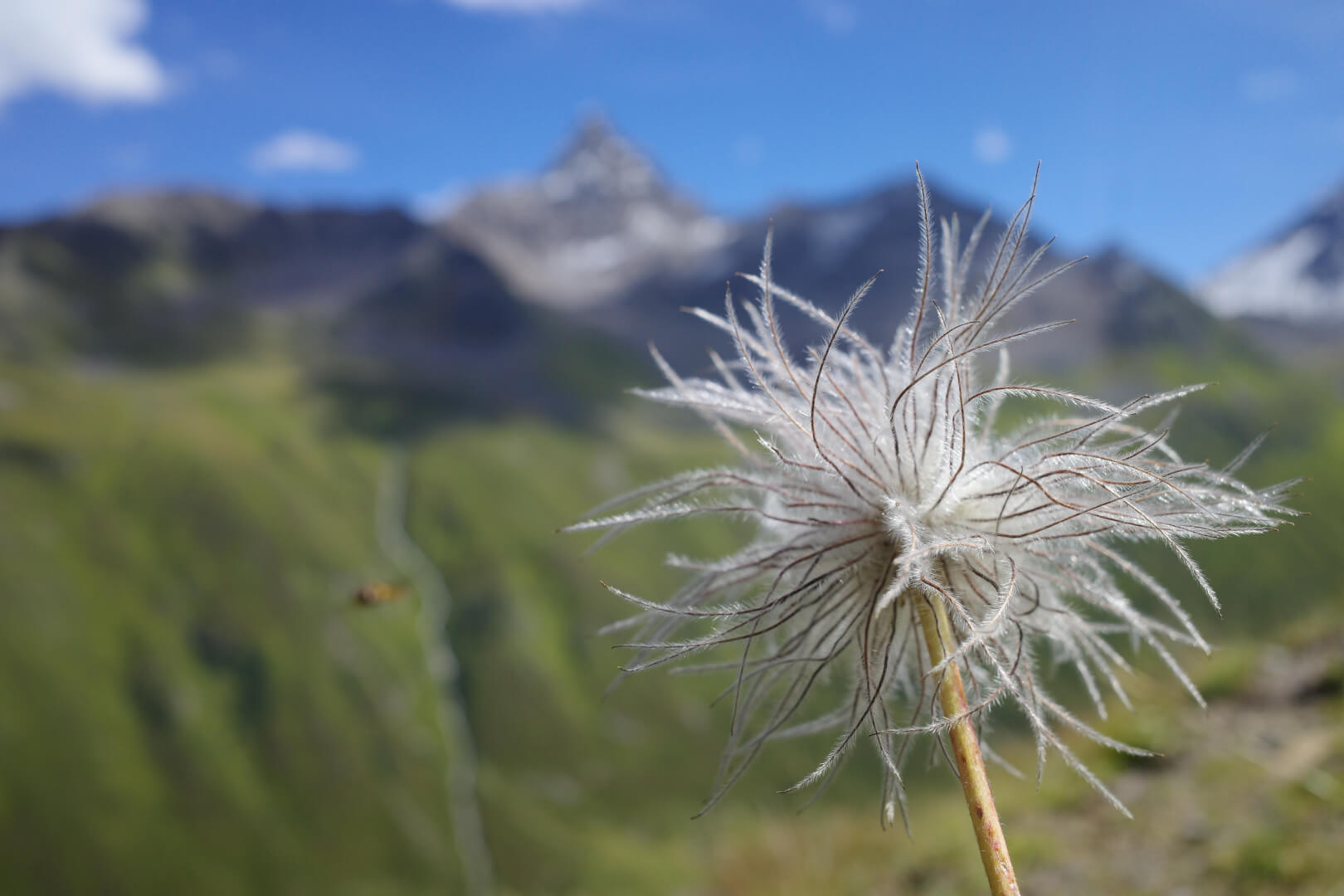 Alpen Kuhschelle