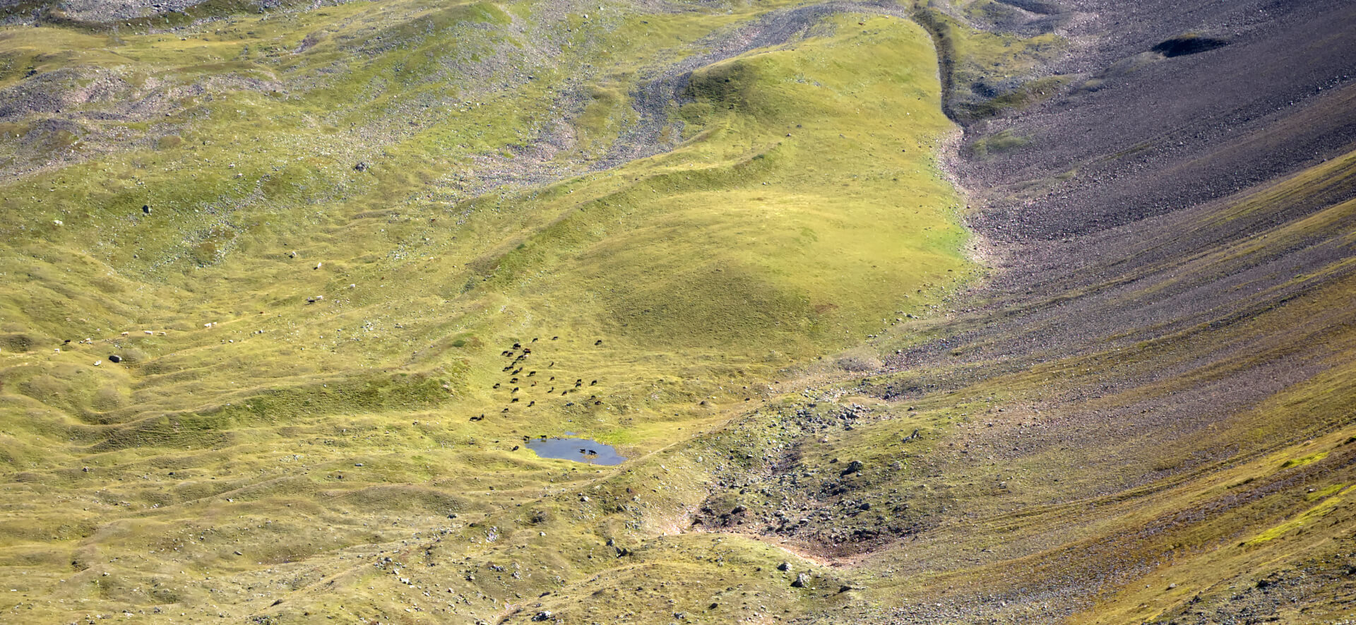 Kühe im Hochtal