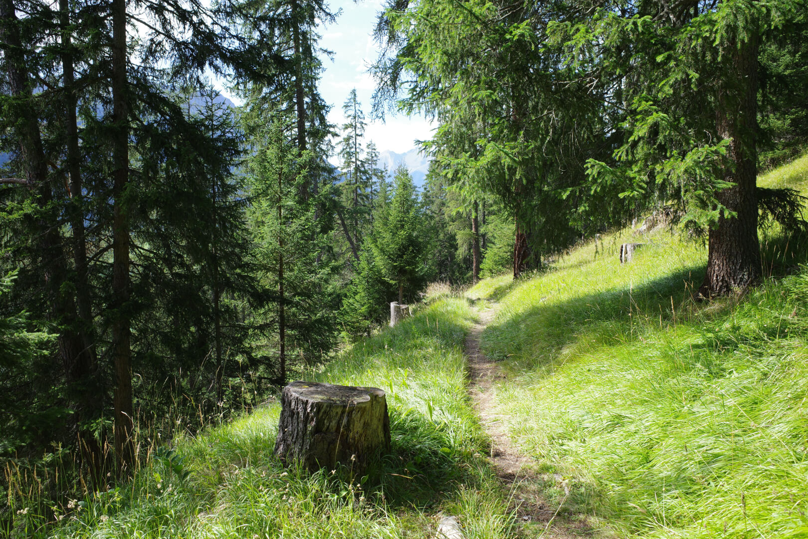Schmaler Weg durch lichten Wald