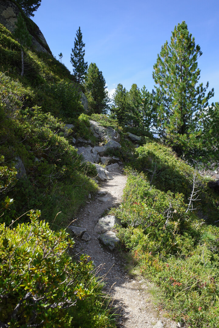 Wanderweg durch Heidelbeeren