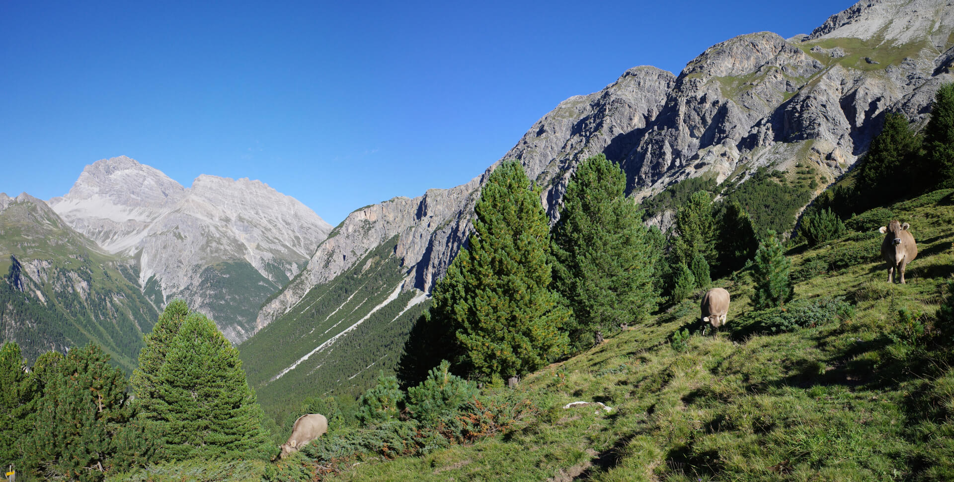Alpwiesen mit Piz Ela