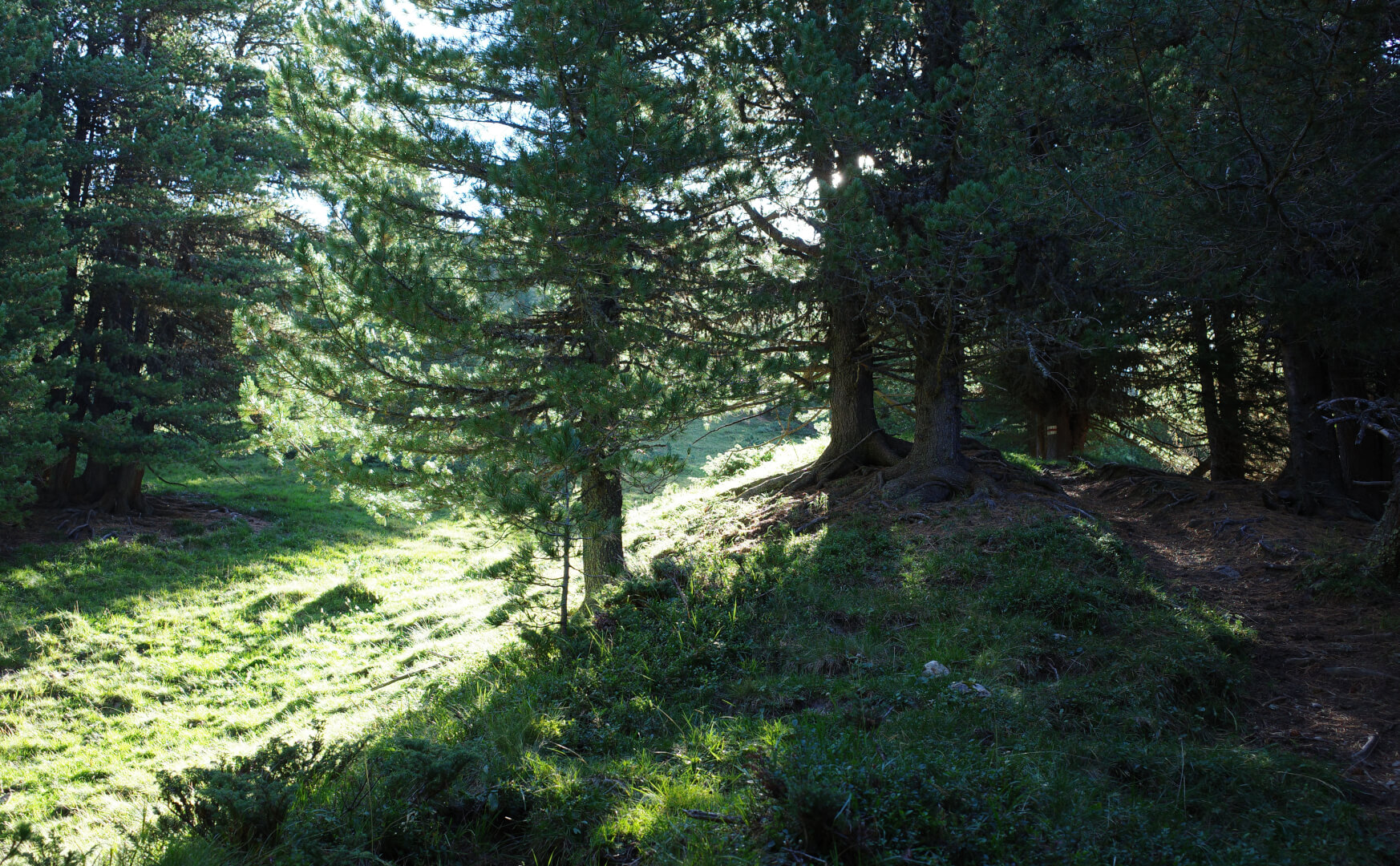 Aufstieg durch Wald