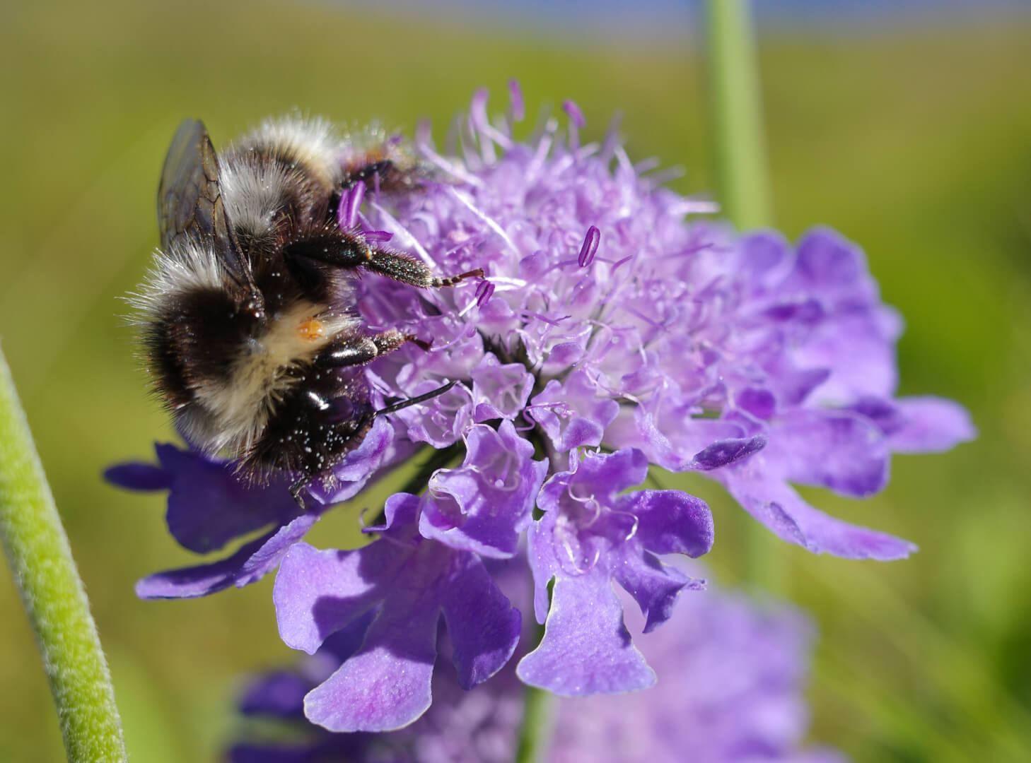 Hummel an Alpenblume