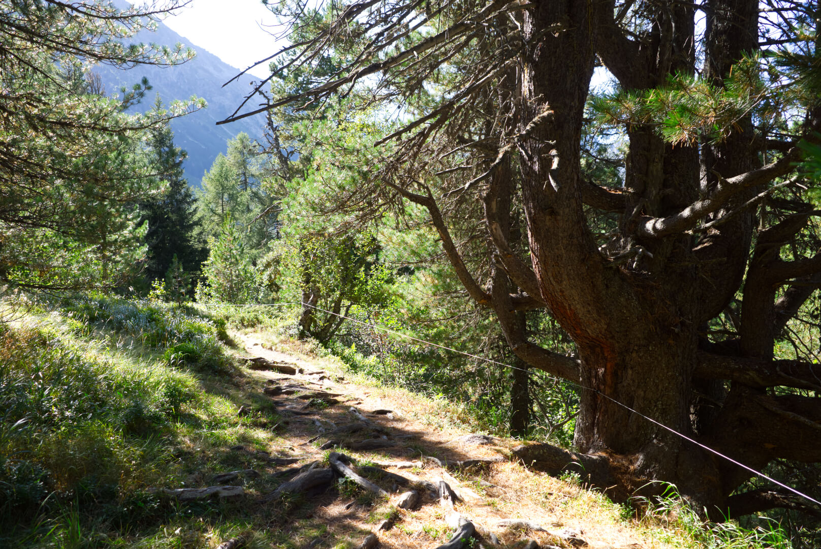Weg an dickem Baum