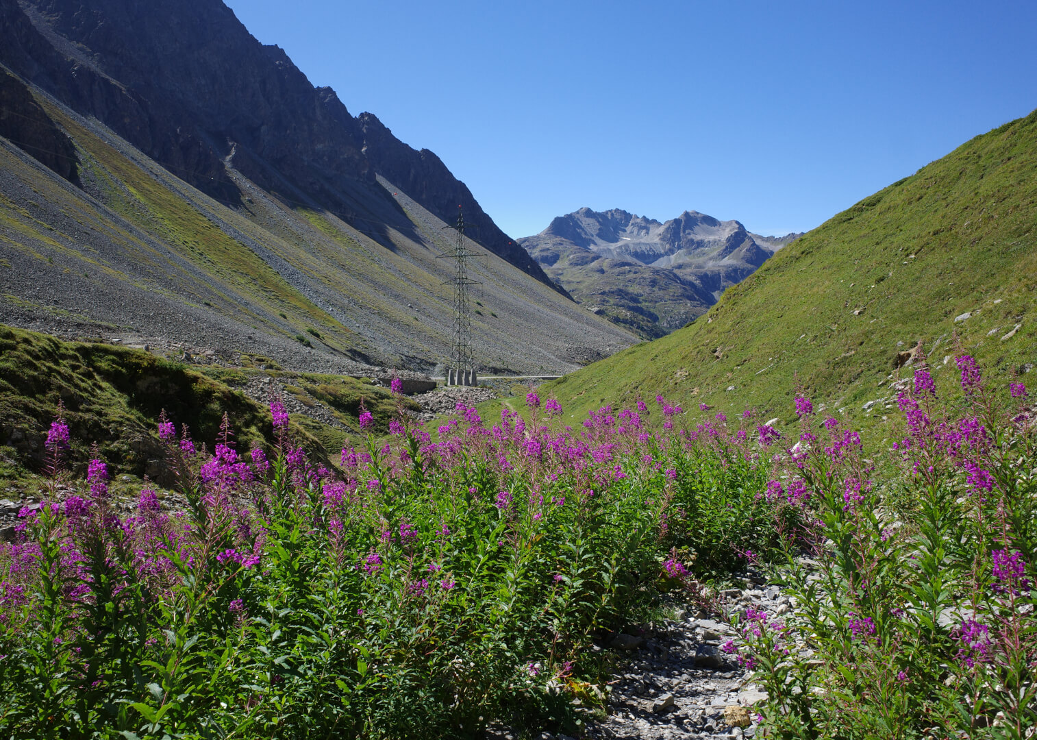 Weg durch bunte Blumen