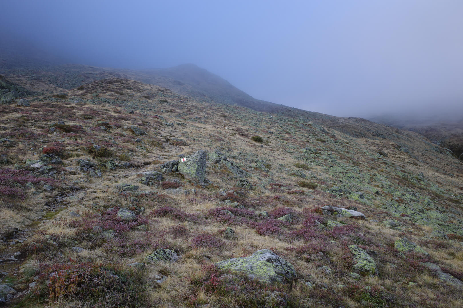 Gefrorene Heide