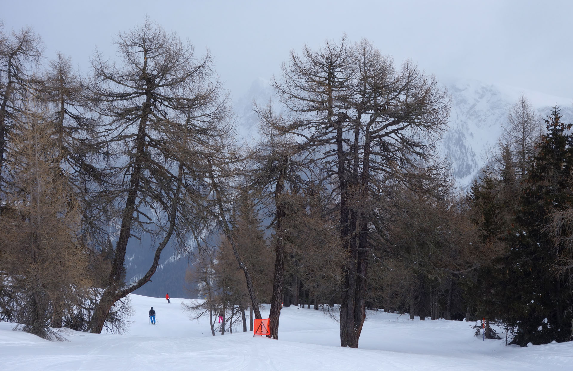 Piste zwischen Lärchen