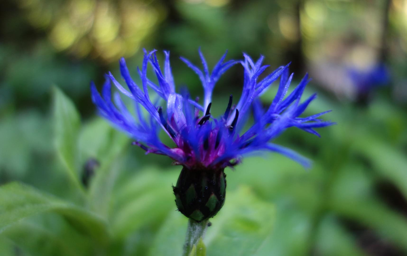 Alpine Kornblume
