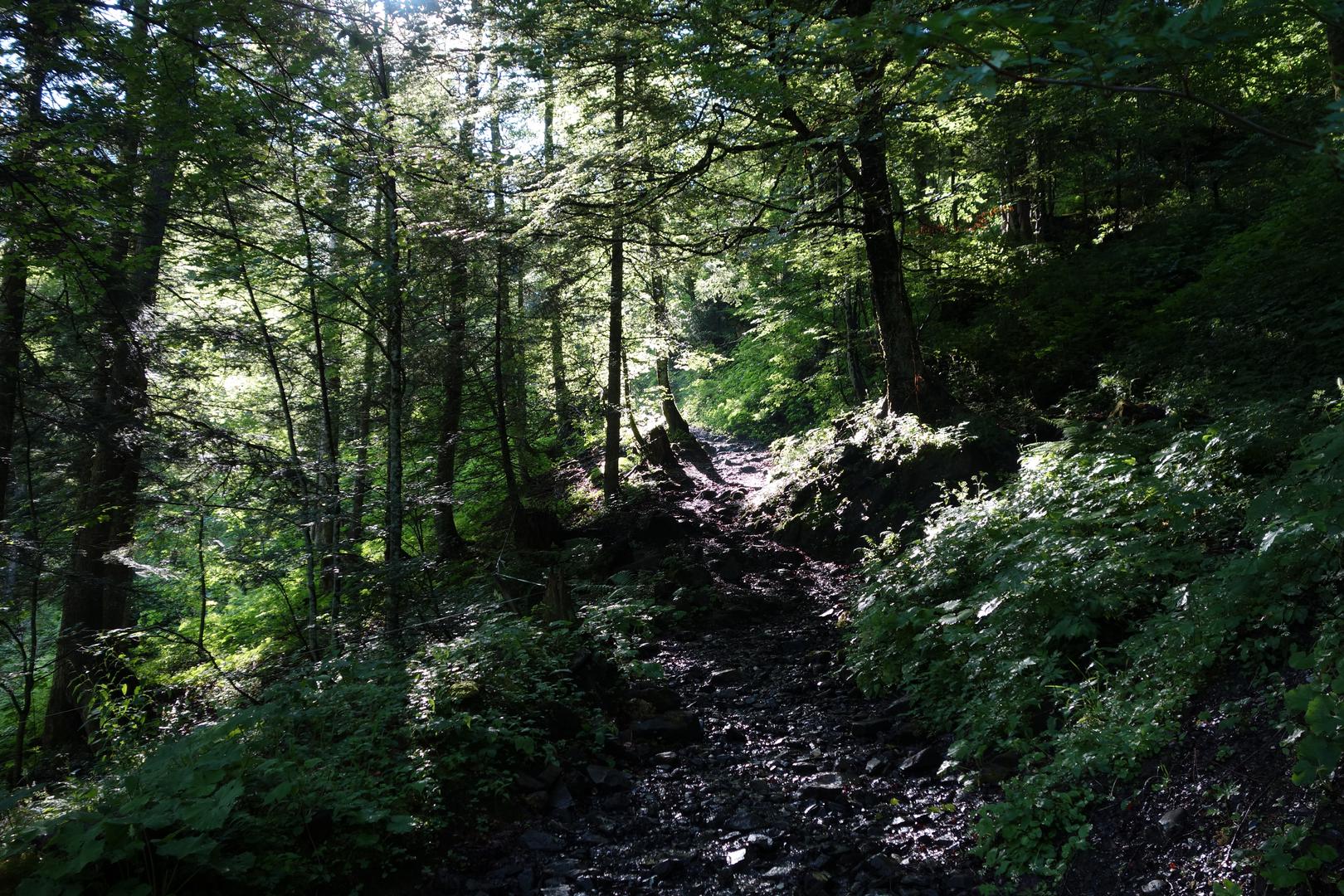 Aufstieg durch Wald