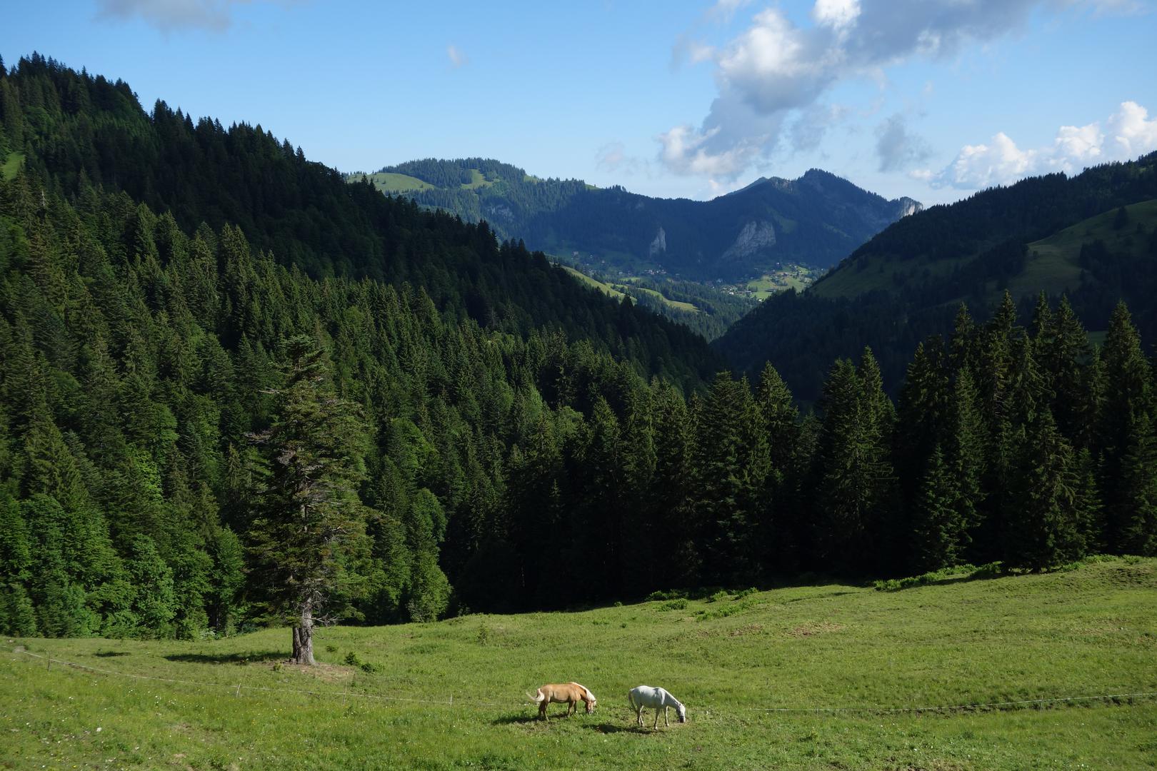 Pferde auf Weide