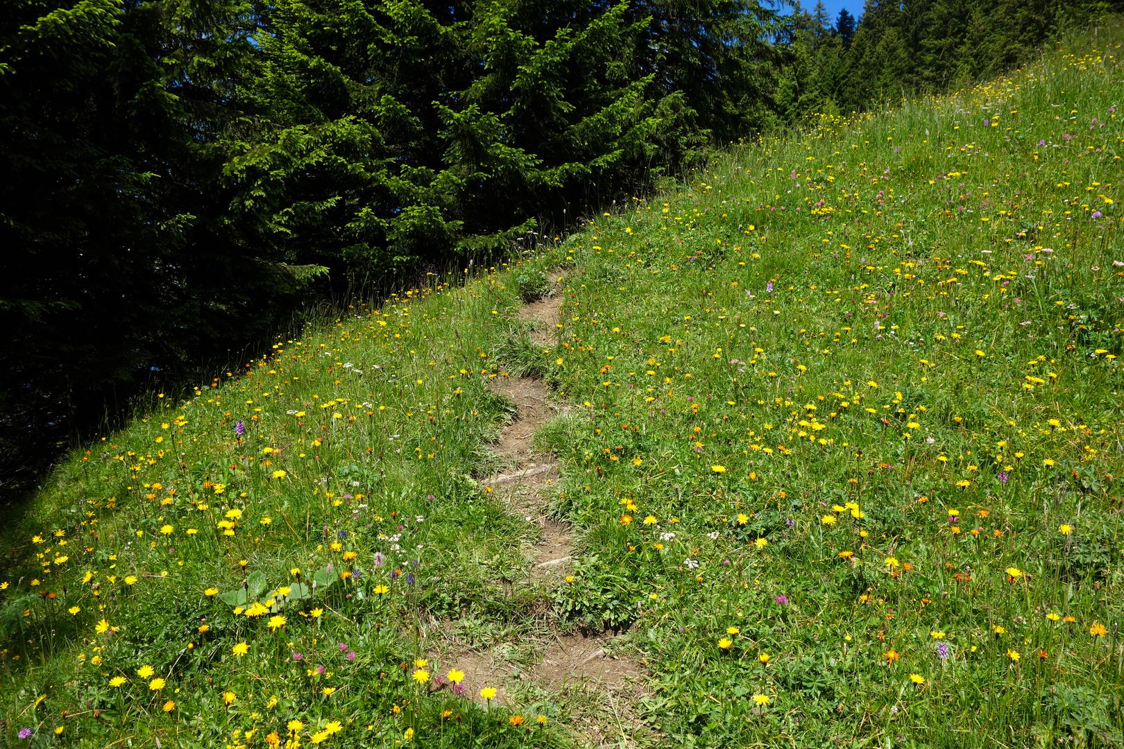 Wiesenweg mit Blumen