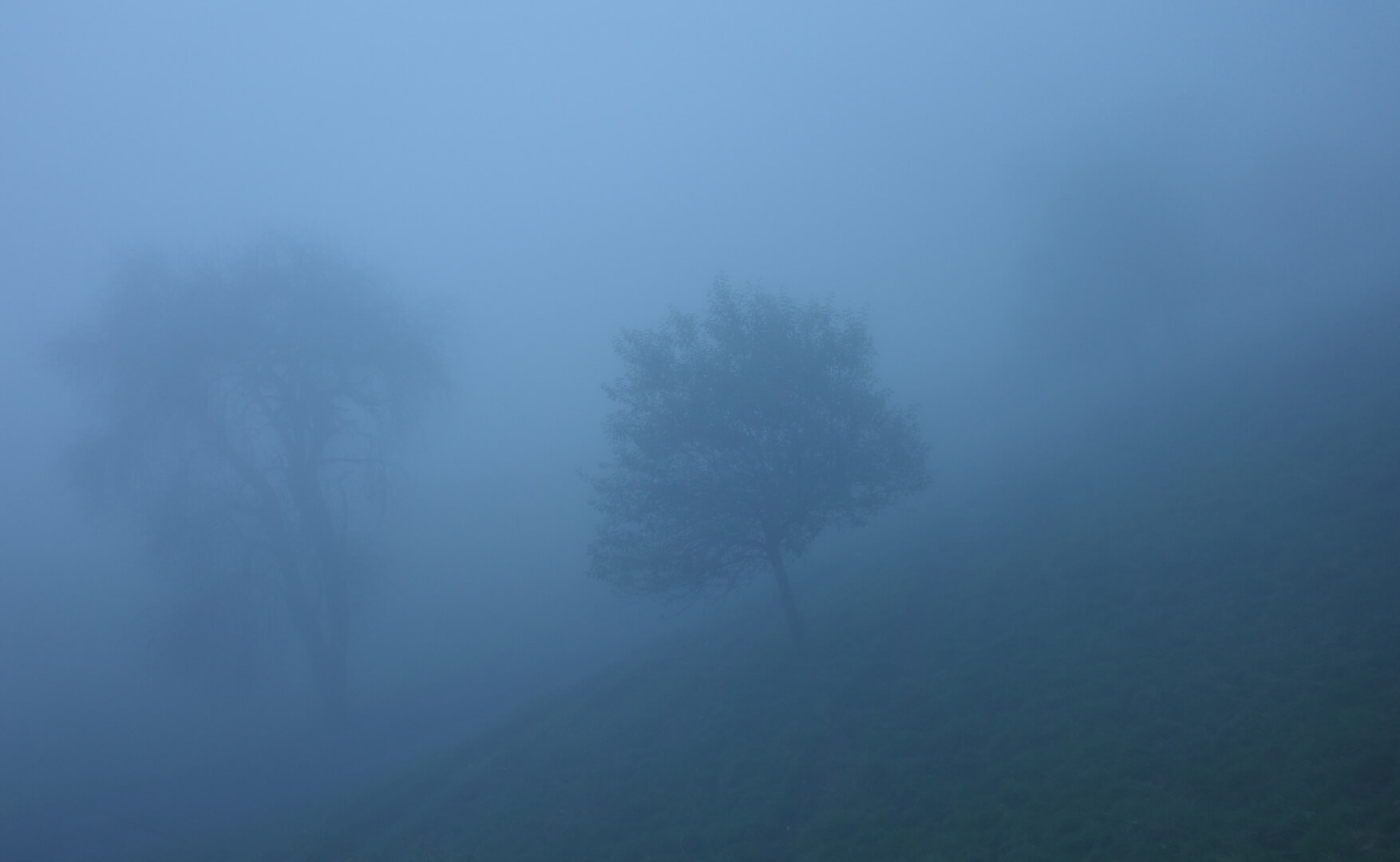 Baum im dichten Nebel