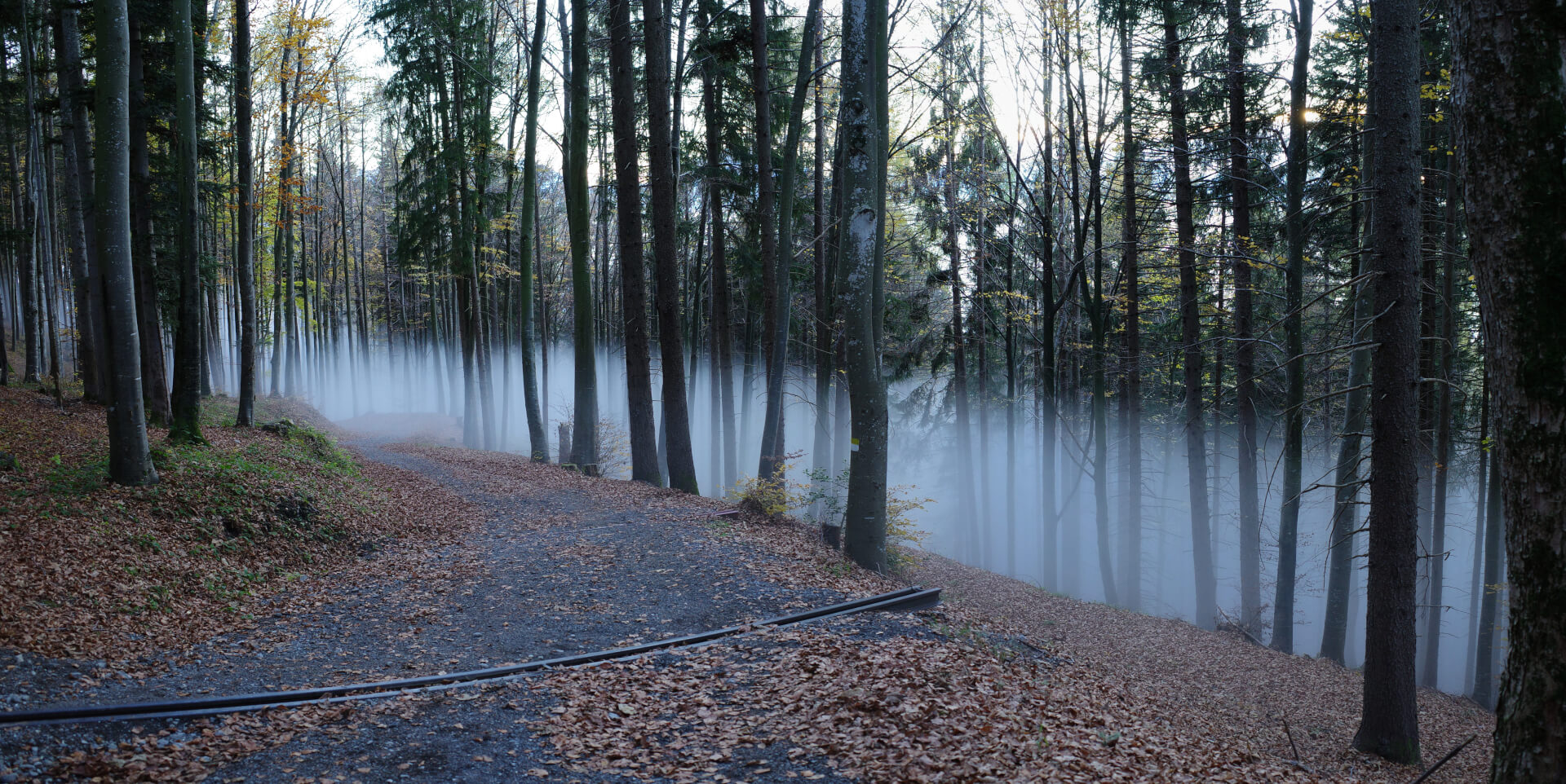 Nebelschwaden im Wald
