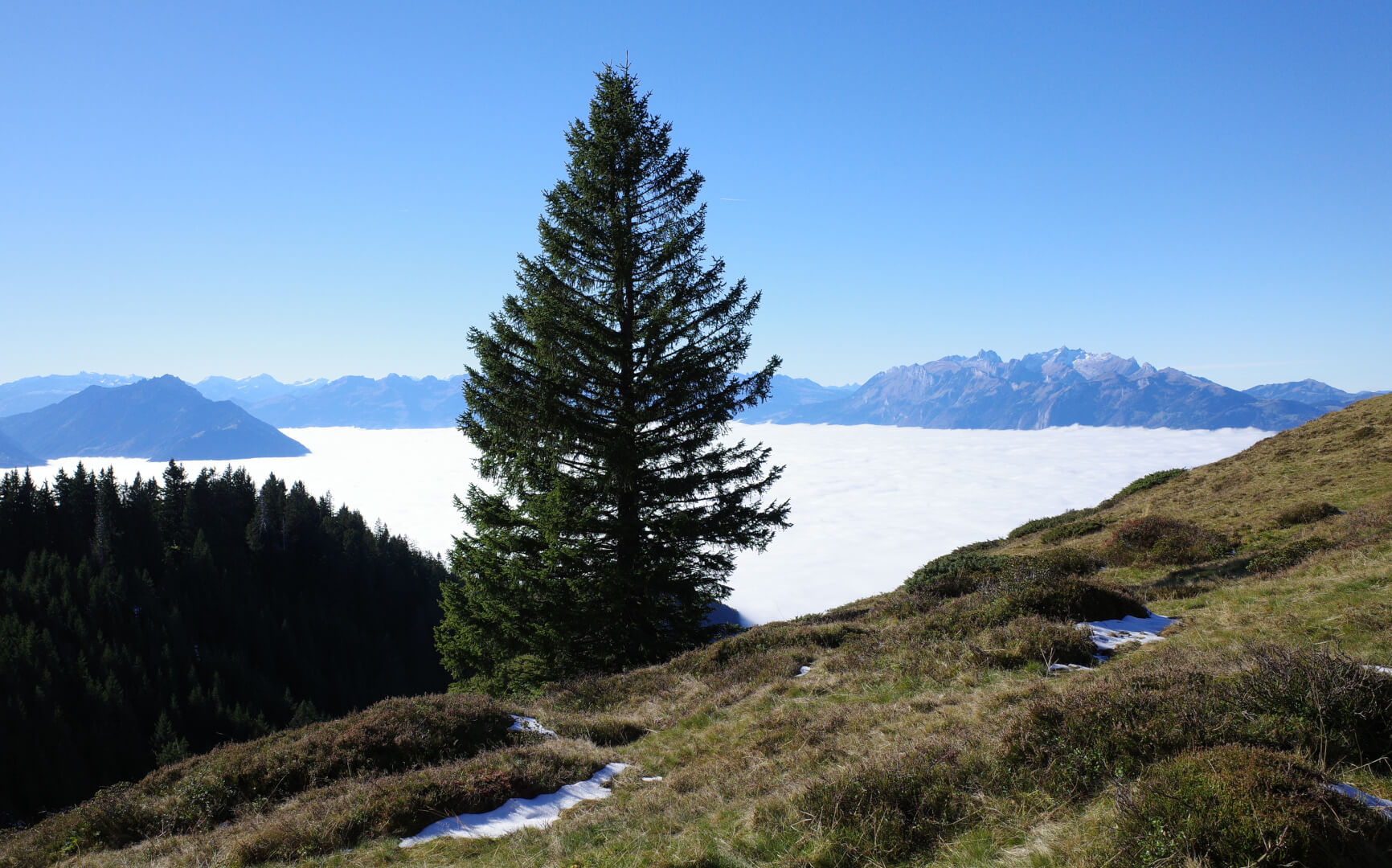 Tanne vor Nebelmeer