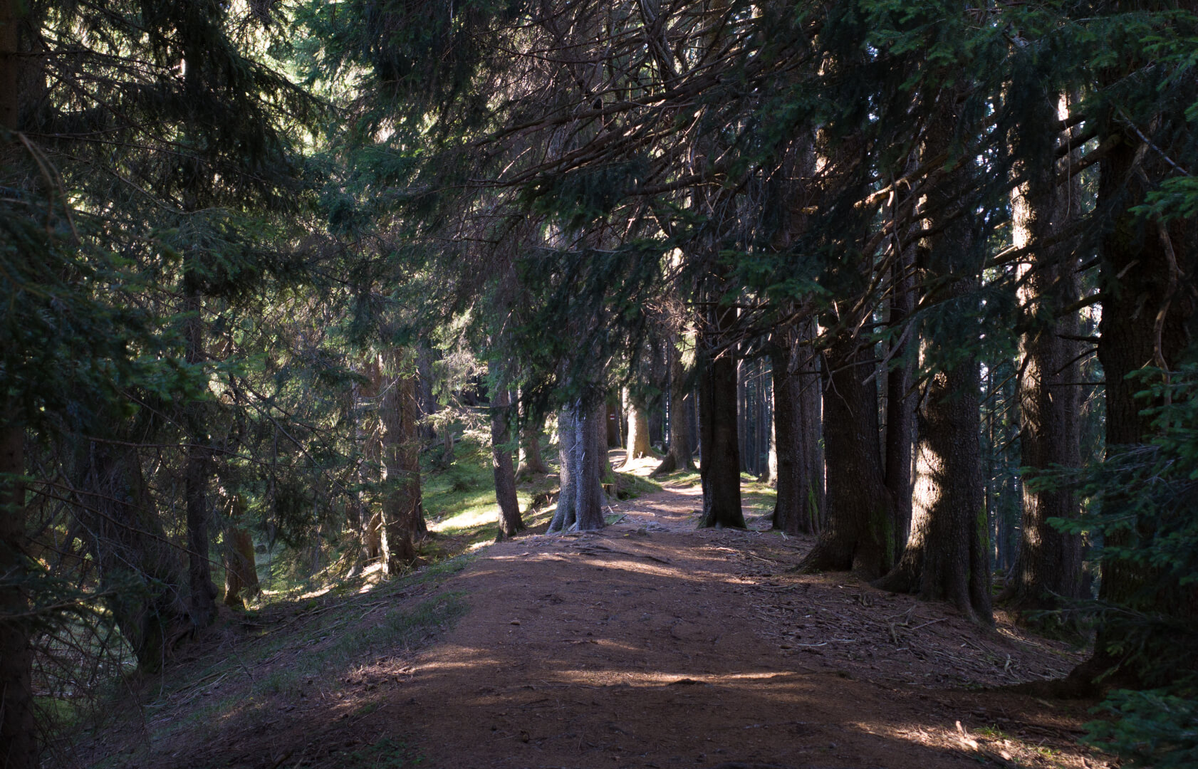 Wanderweg durch Wald