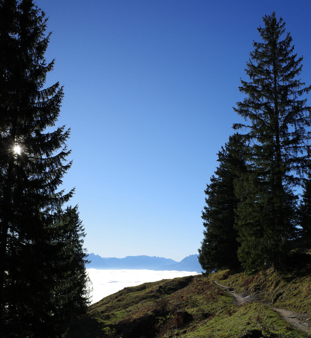 Weg am Waldrand