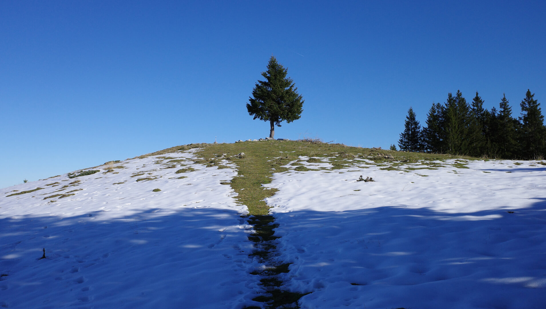 Weg zu einzelnem Baum