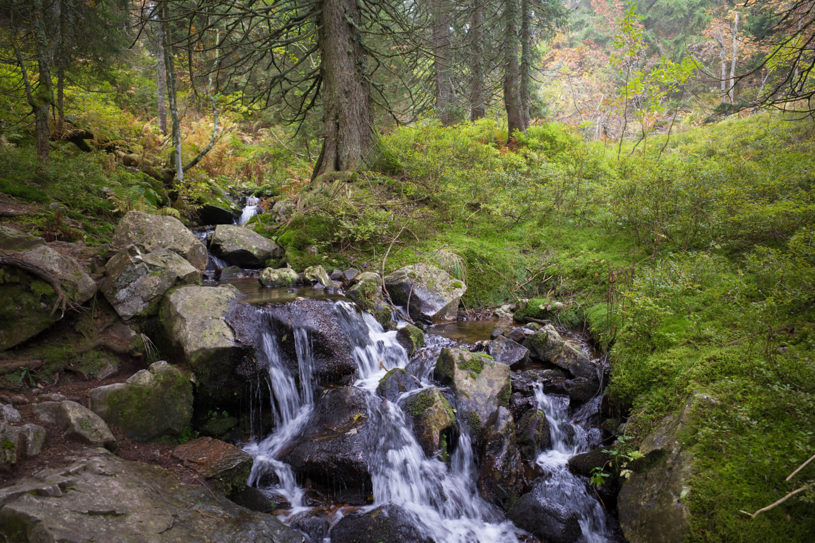 Bach im Herbstwald
