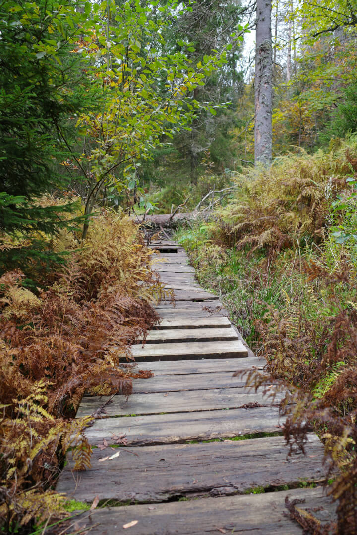 Bretterweg Feldberg
