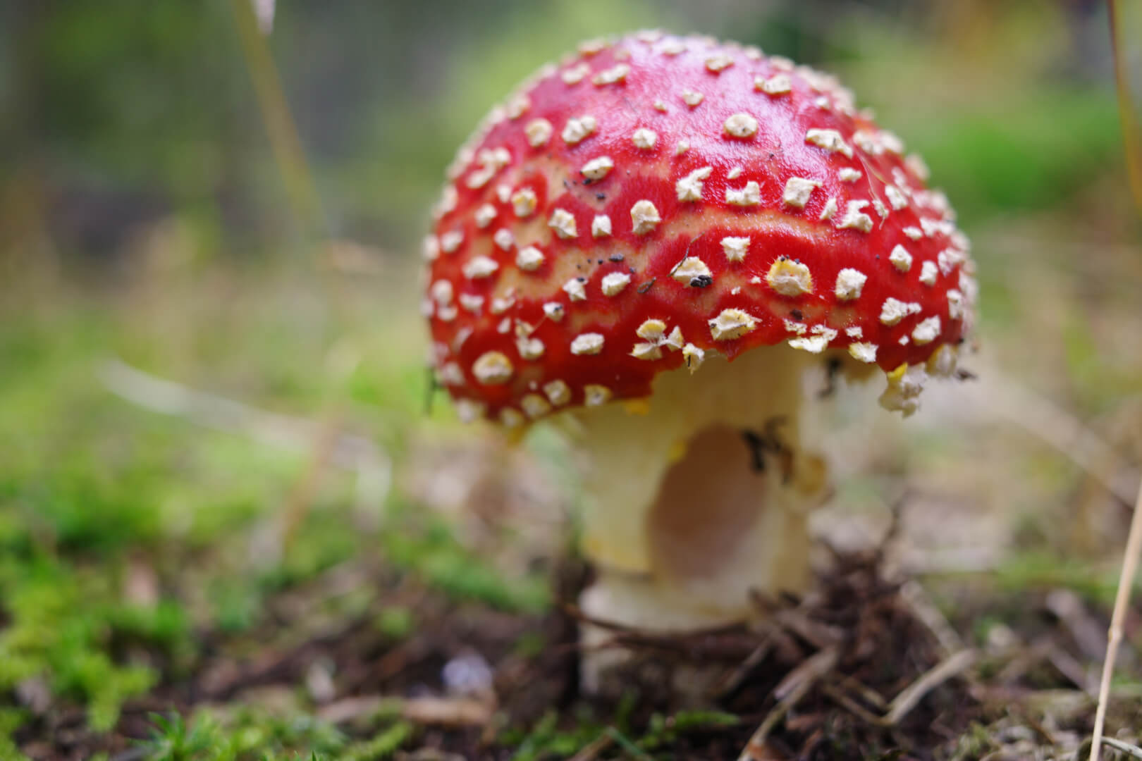 Fliegenpilz