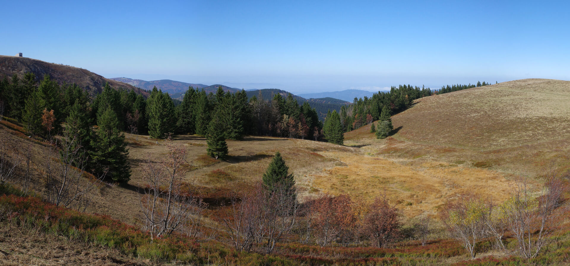 Moor am Feldberg