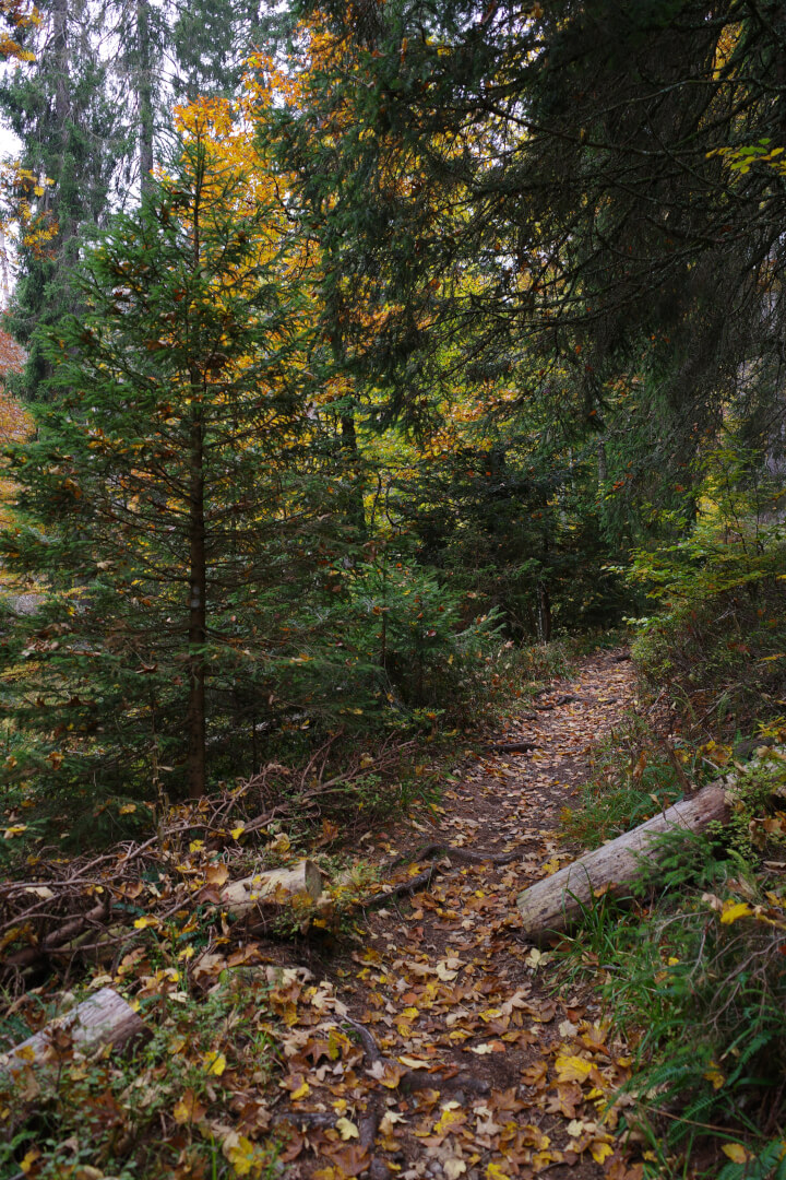 Schmaler Waldweg