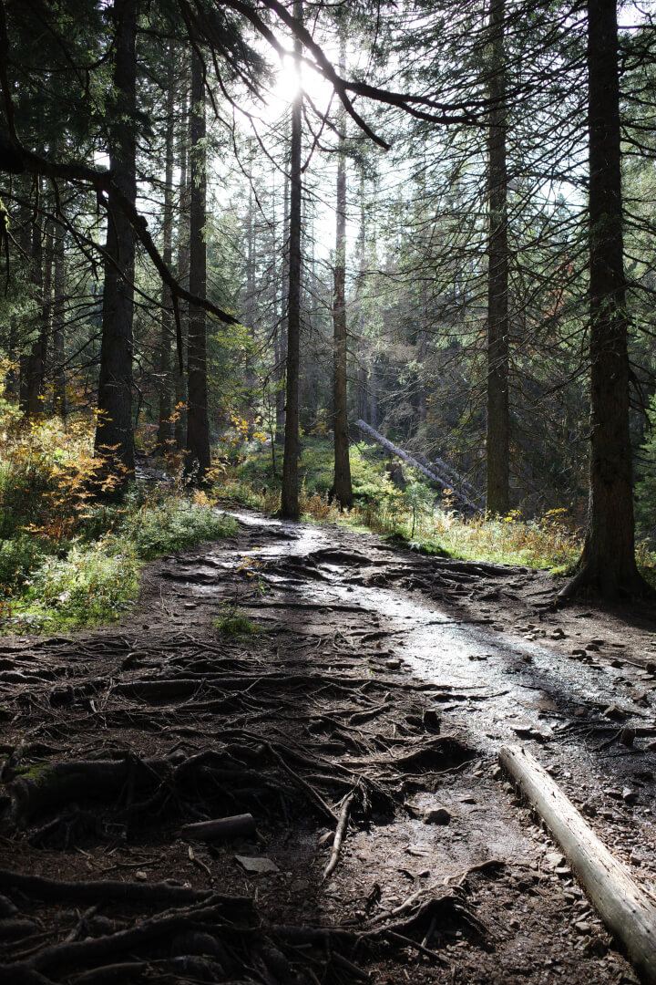 Waldweg über Wurzeln