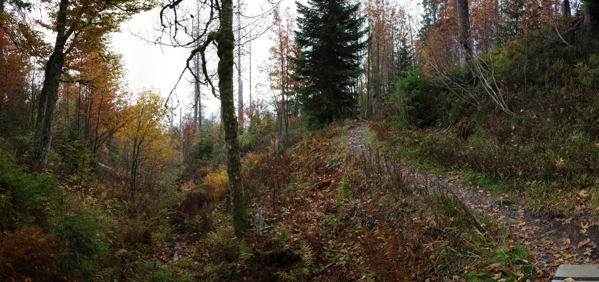 Weg über Bach