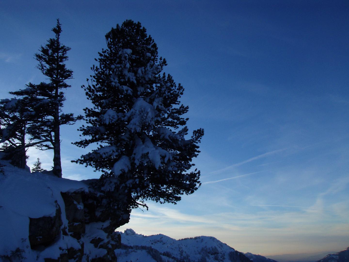 Baum auf Felsvorsprung