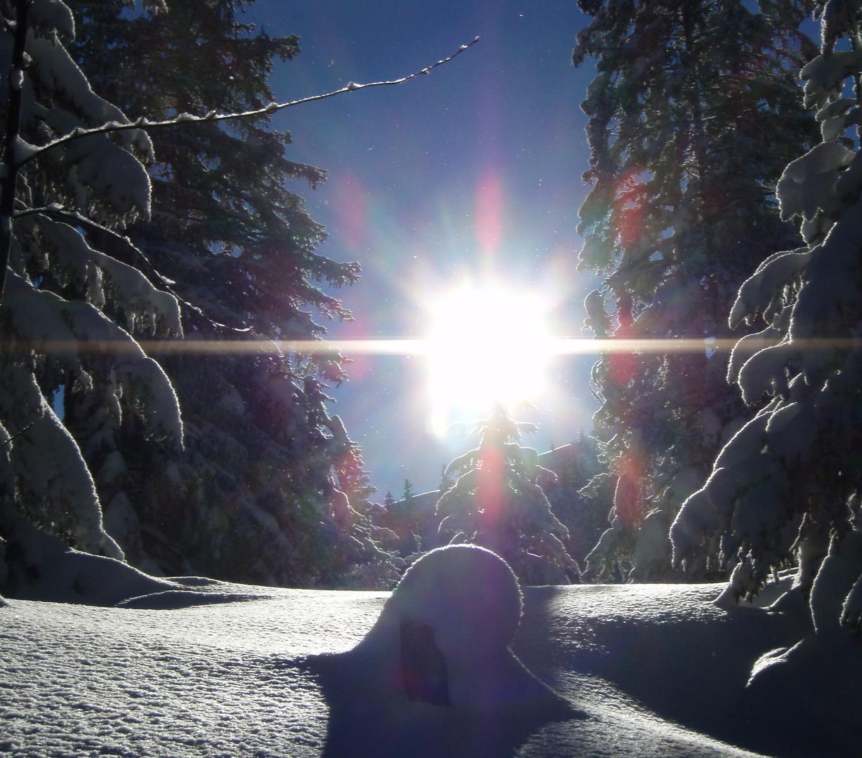 Neuschnee im Wald